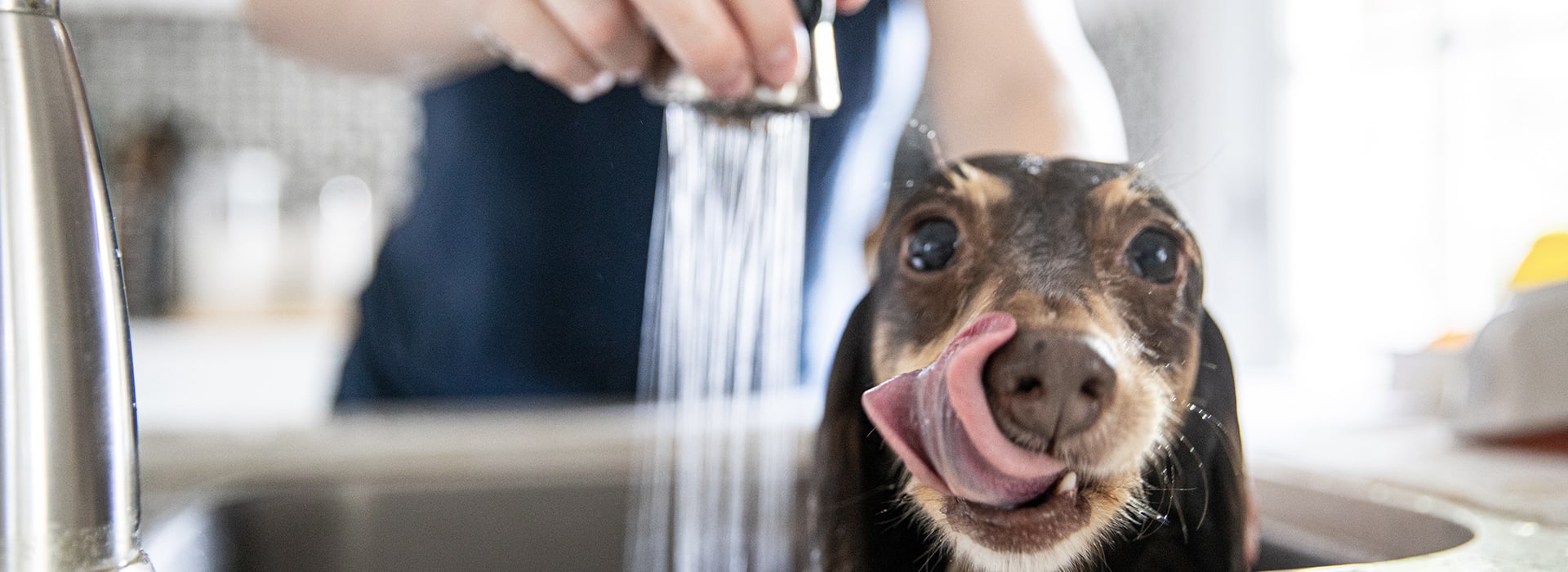 dog sits in a washbasin and is showered off