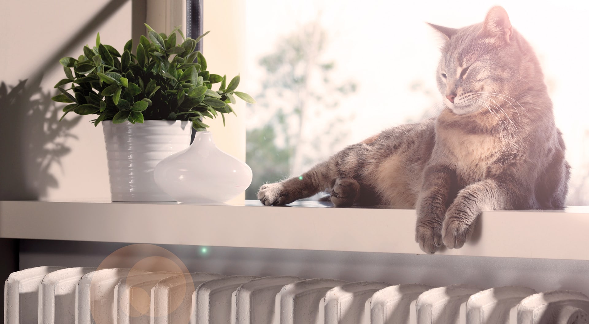 Cat on a radiator